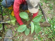 Planting seedlings (3)